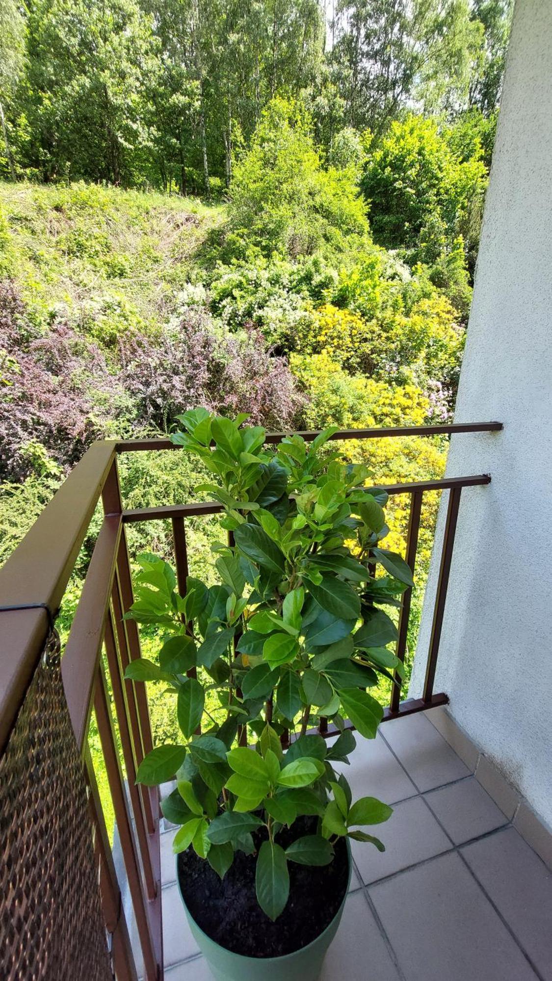 Apartament Miedzygorski Miedzygorze Luaran gambar